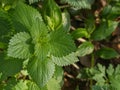 Nettle plant close up view from above urtica dioica Royalty Free Stock Photo