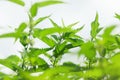 Nettle plant closeup