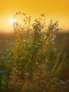 Nettle plant and daisies against the light in the sunset light Royalty Free Stock Photo