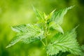 Nettle plant in the field