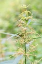 Nettle plant in forest on green blurred backdrop. Selective focus. Natural background. Royalty Free Stock Photo