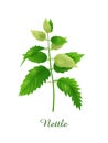 Nettle plant, green grasses herbs and plants collection