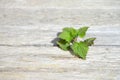 Nettle plant is growing through weather bleached wooden planks, concept for resilience and the power of nature, copy space,