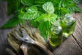 Nettle plant, healthy infusion or oil bottle, gloves and garden pruner. Top view.