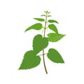 Nettle plant isolated on white background. Vector cartoon illustration