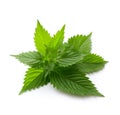 Nettle plant on a white background