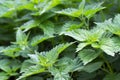 Nettle plants