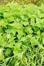 Nettle plants