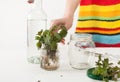 Preparation of tincture of fresh nettles on white