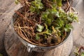 Nettle roots ollected in early spring - ingredient to prepare herbal tincture