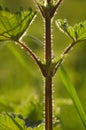 Nettle silhouette