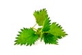 Nettle sprig Royalty Free Stock Photo