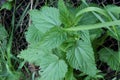 A nettle stalk grows near a metal mesh