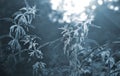 Nettle stem flowers, seeds, bee blue leaf brightly lit by sun sunny summer day Royalty Free Stock Photo