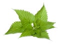 Nettle