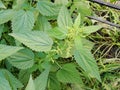 Nettle. Stinging nettle in the day. Stinging nettle or common nettle, Urtica dioica, perennial flowering plant Royalty Free Stock Photo