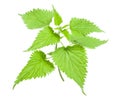 Nettle Royalty Free Stock Photo
