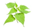 Nettle