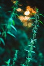 Nettle at sunset