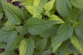 Nettle texture top view, close-up of foxes green nettle plant. Healing healing plant