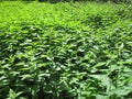 Nettle thickets in hot summer. Royalty Free Stock Photo