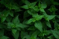 Nettle, top view. Dense grass with carved leaves. Healing plant. Pattern, Summer
