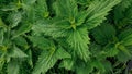 Nettle top view. Dense grass with carved leaves. Healing plant. Pattern. Summer day