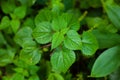 Nettle tree or Bechuti leaves are very itchy when applied