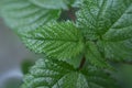 Nettle tree or Bechuti leaves are very itchy when applied