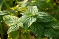 Nettle Urtica Dioica in autumn