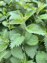 nettle, Urtica, Dioica, great Royalty Free Stock Photo