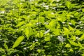 The nettle, Urtica dioica, with green leaves grows in natural thickets. Medicinal wild plant nettle. Nettle grass with fluffy