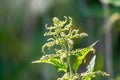 The nettle, Urtica dioica, with green leaves grows in natural thickets. Medicinal wild plant nettle. Nettle grass with fluffy