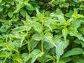 The nettle, Urtica dioica, with green leaves grows in natural thickets. Medicinal wild plant nettle. Nettle grass with fluffy