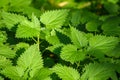 The nettle, Urtica dioica, with green leaves grows in natural thickets. Medicinal wild plant nettle