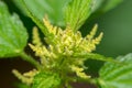 Nettle Urtica dioica