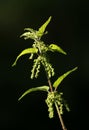 Nettle, Urtica dioica