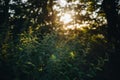 nettle (urtica) in the forest at sunset