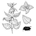 Nettle vector drawing. Isolated medical plant with leaves. Herbal engraved style illustration. Detailed