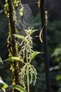 Nettle and weeds