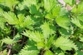Nettles background Royalty Free Stock Photo