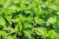 Nettles background Royalty Free Stock Photo