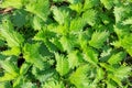 Nettles background Royalty Free Stock Photo