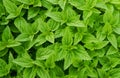 Nettles background Royalty Free Stock Photo