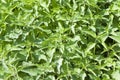 Nettles background Royalty Free Stock Photo