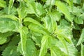 Nettles background Royalty Free Stock Photo