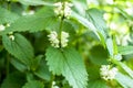 Nettles on a meadow , growing in the sun, seen in Cracow, Poland