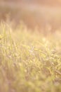 Nettles on a meadow