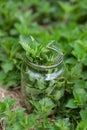 Nettles pick up in a jar in the meadow, wild medicinal herbs