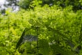 nettles in the spring